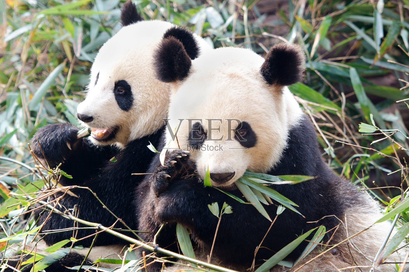 大熊猫-中国照片摄影图片
