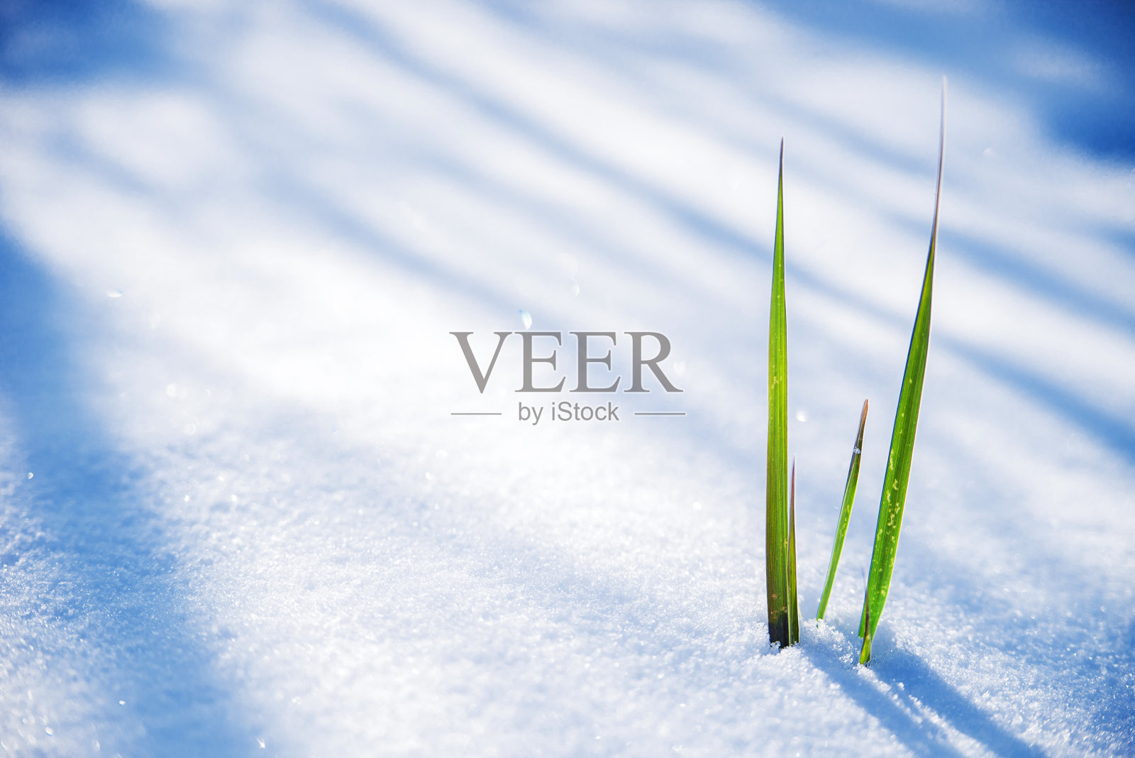 一丛小草从融化的雪中探出头来照片摄影图片