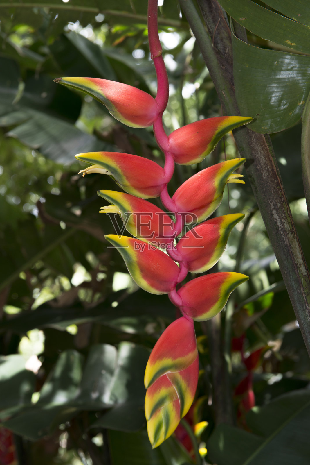 海里康属植物的热带花朵照片摄影图片