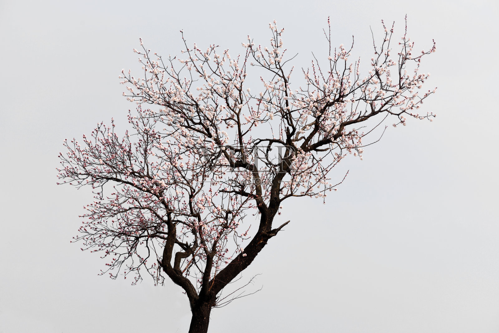 中国春天的乡村风光照片摄影图片