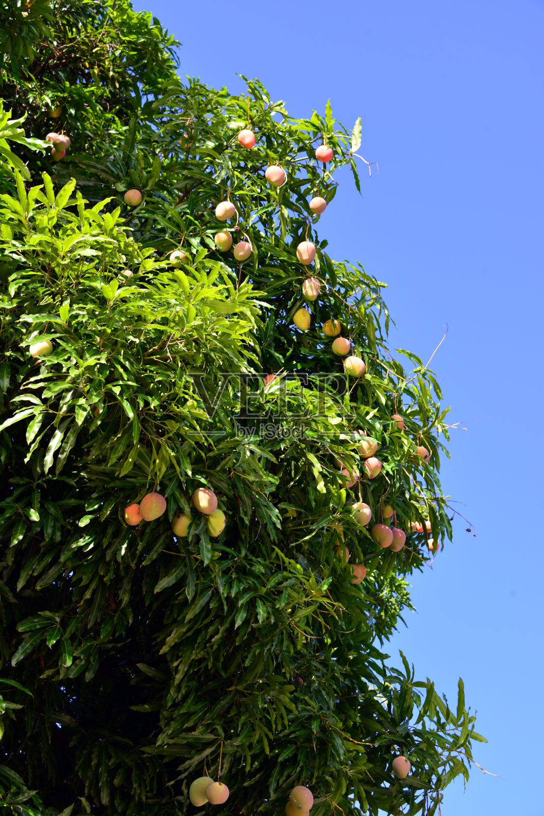 果实成熟的芒果树照片摄影图片