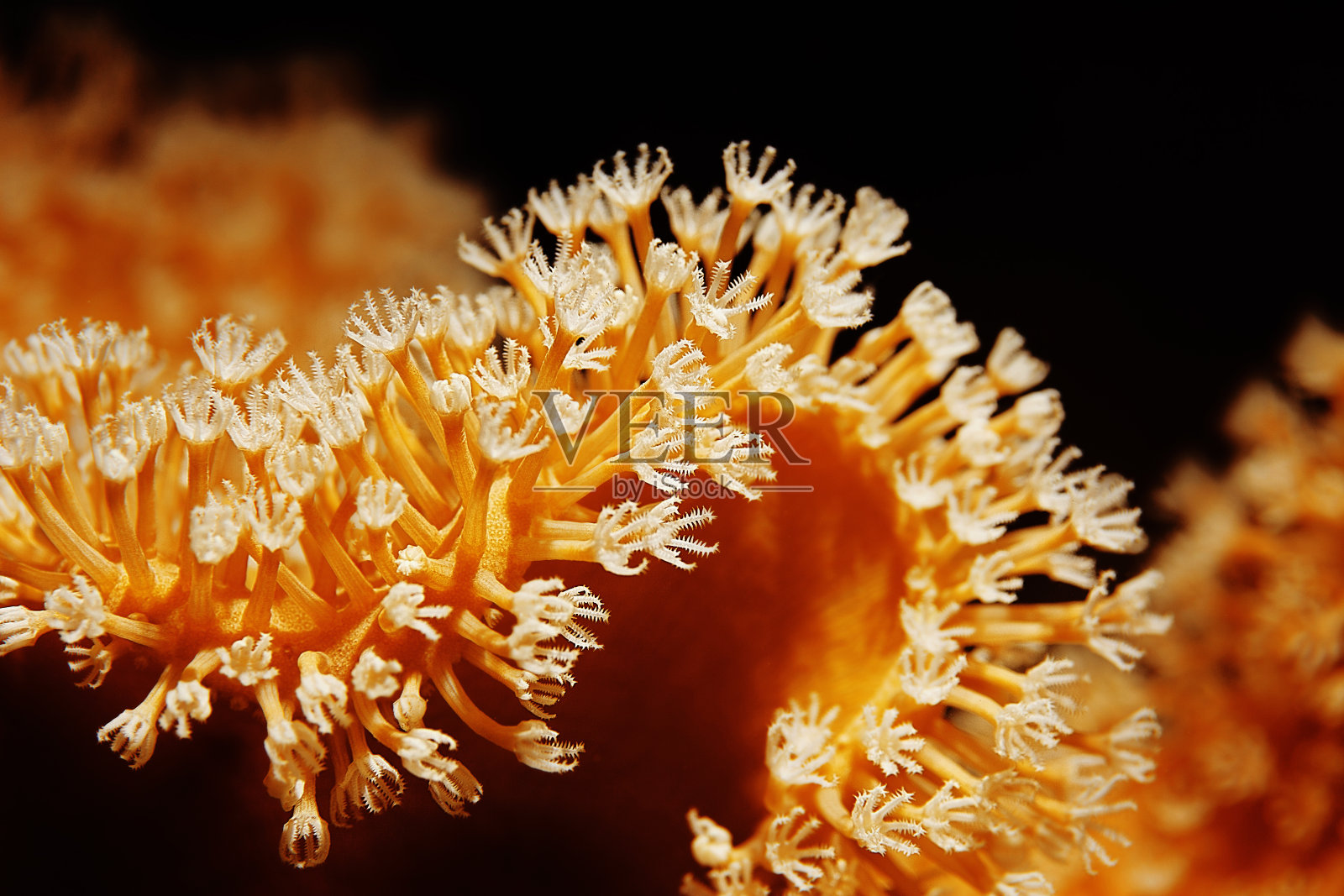 海洋生物脉动水螅珊瑚水下摄影照片摄影图片