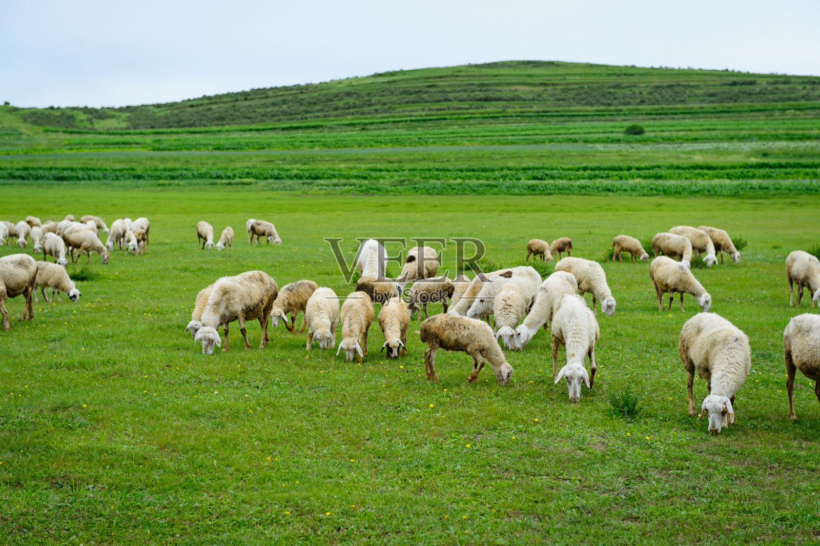 群绵羊照片摄影图片