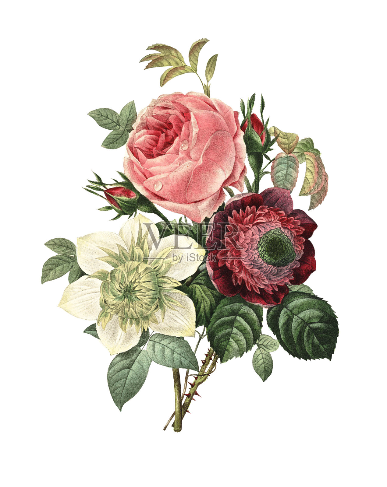 玫瑰，银莲花和铁线莲| Redoute花卉插图插画图片素材