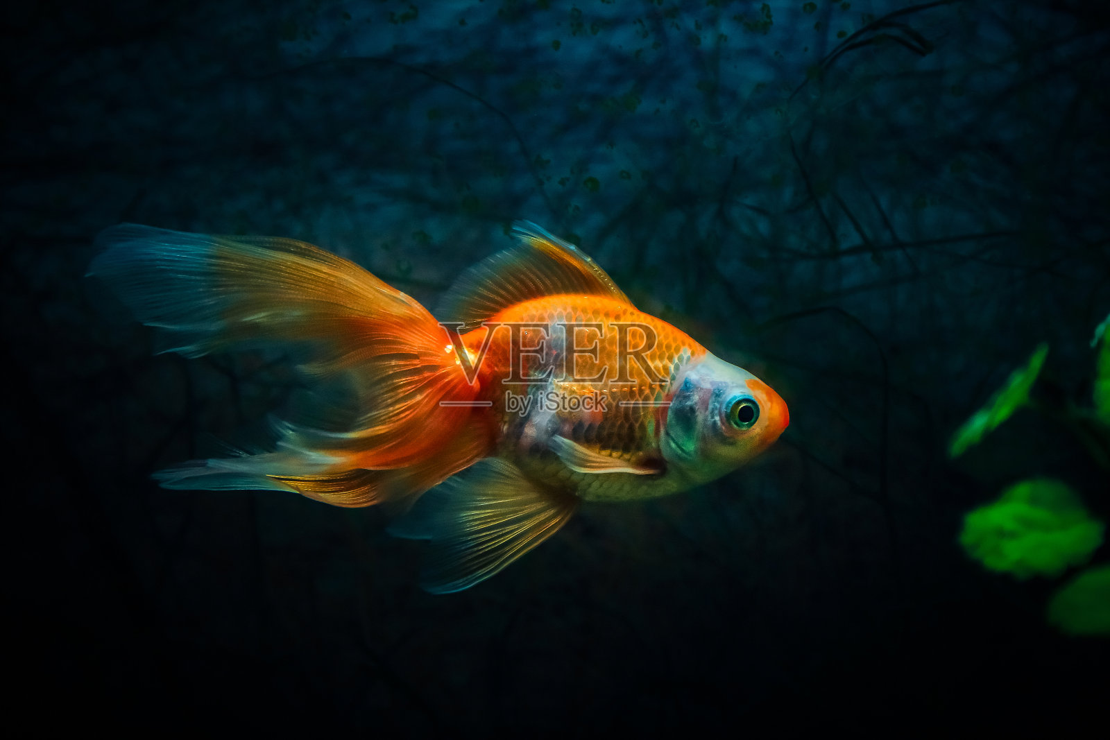 金色的鱼在自然的样子水族馆的特写照片摄影图片