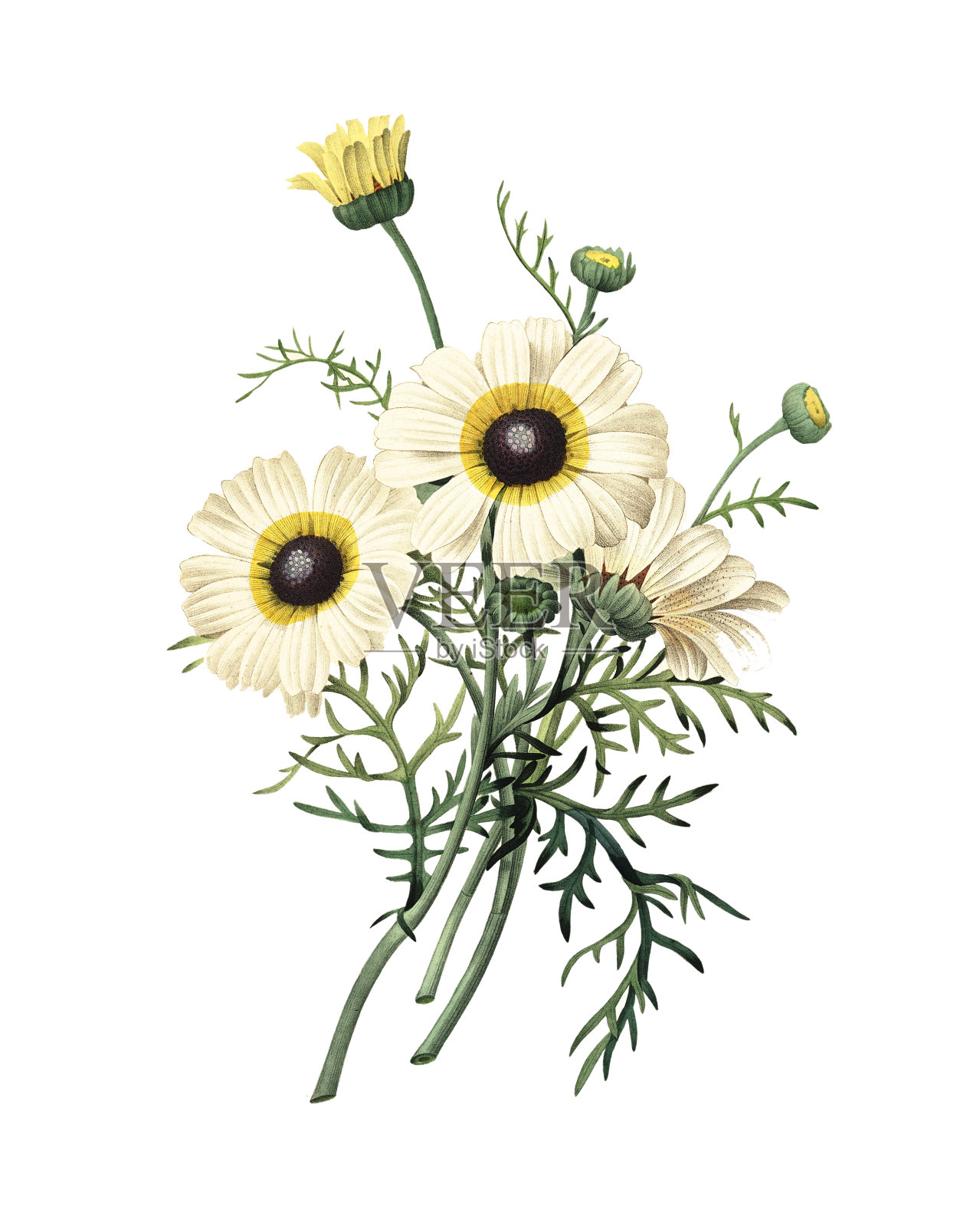 菊花| Redoute花卉插图插画图片素材