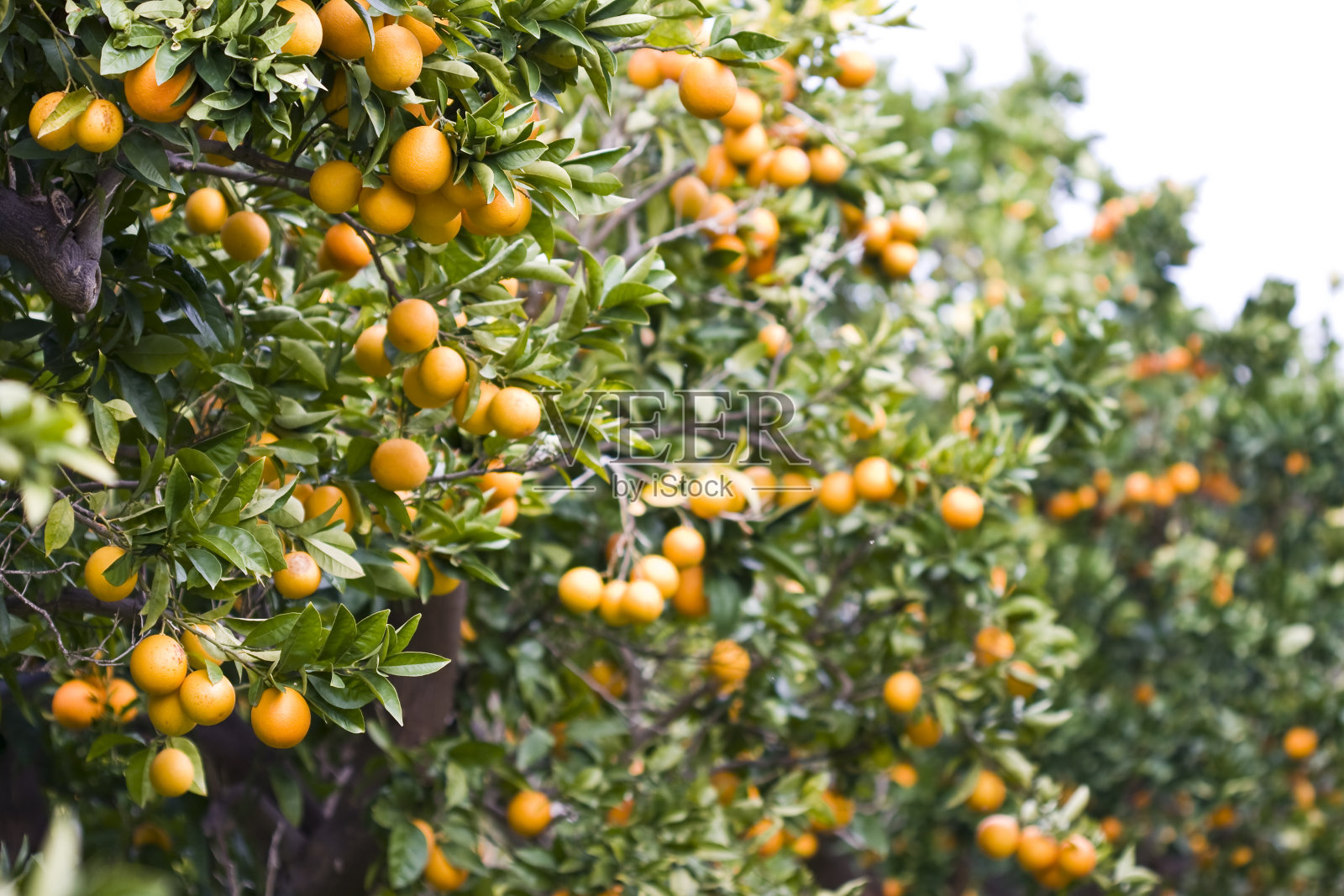 西西里的有机橘子园照片摄影图片