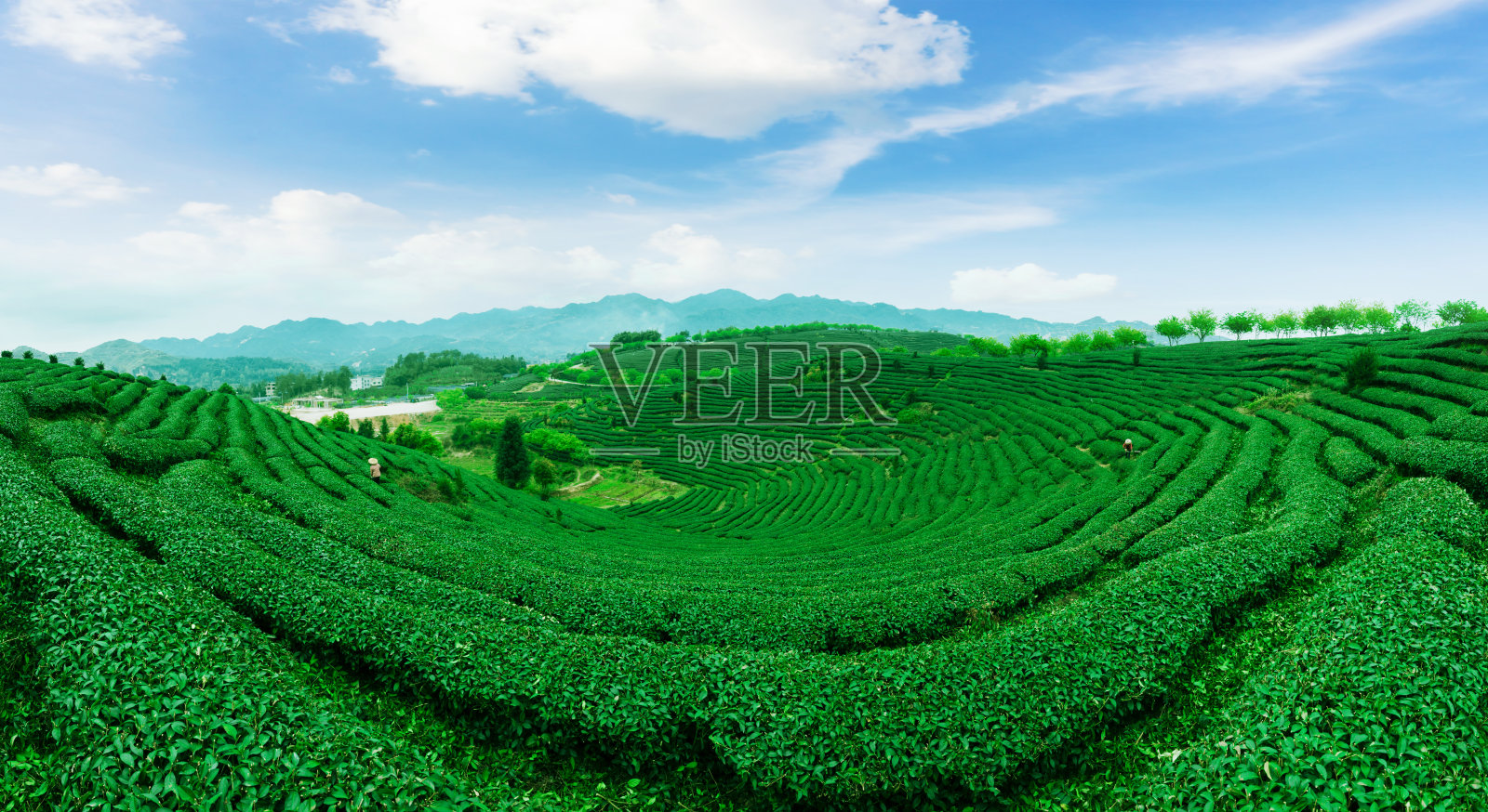 绿茶种植园景观照片摄影图片