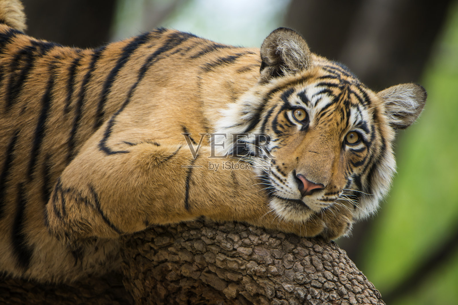 孟加拉虎(Panthera tigris tigris)在树上，野生动物拍摄照片摄影图片