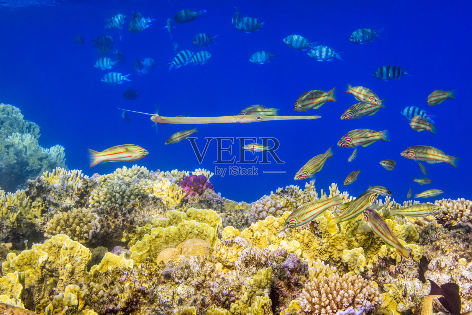 红海戈拉礁的克伦辛格濑鱼学派照片摄影图片