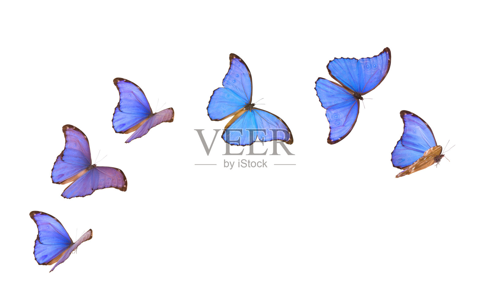 蓝色大闪蝶在不同的飞行位置隔离在白色照片摄影图片