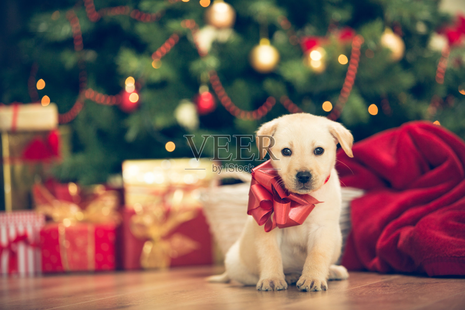 圣诞节的小狗照片摄影图片