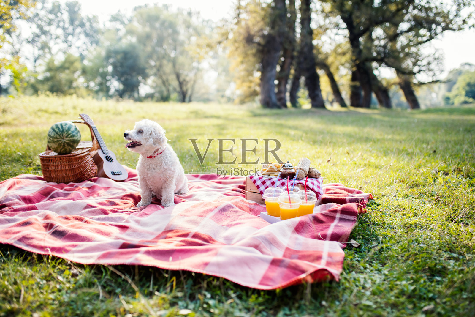 可爱的狗坐在格子毯子上，野餐的概念。照片摄影图片