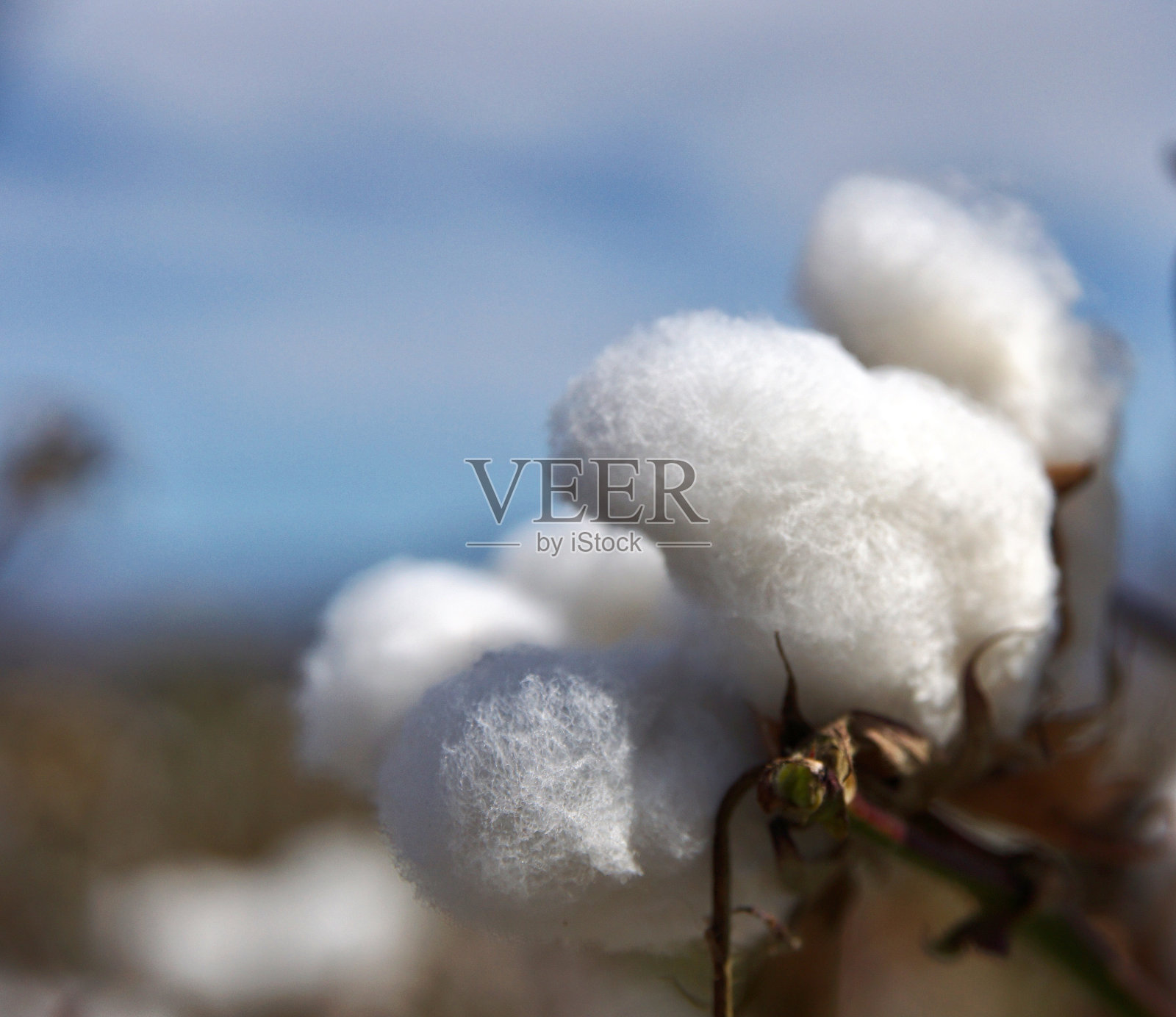 田野里成排的白色成熟棉花照片摄影图片