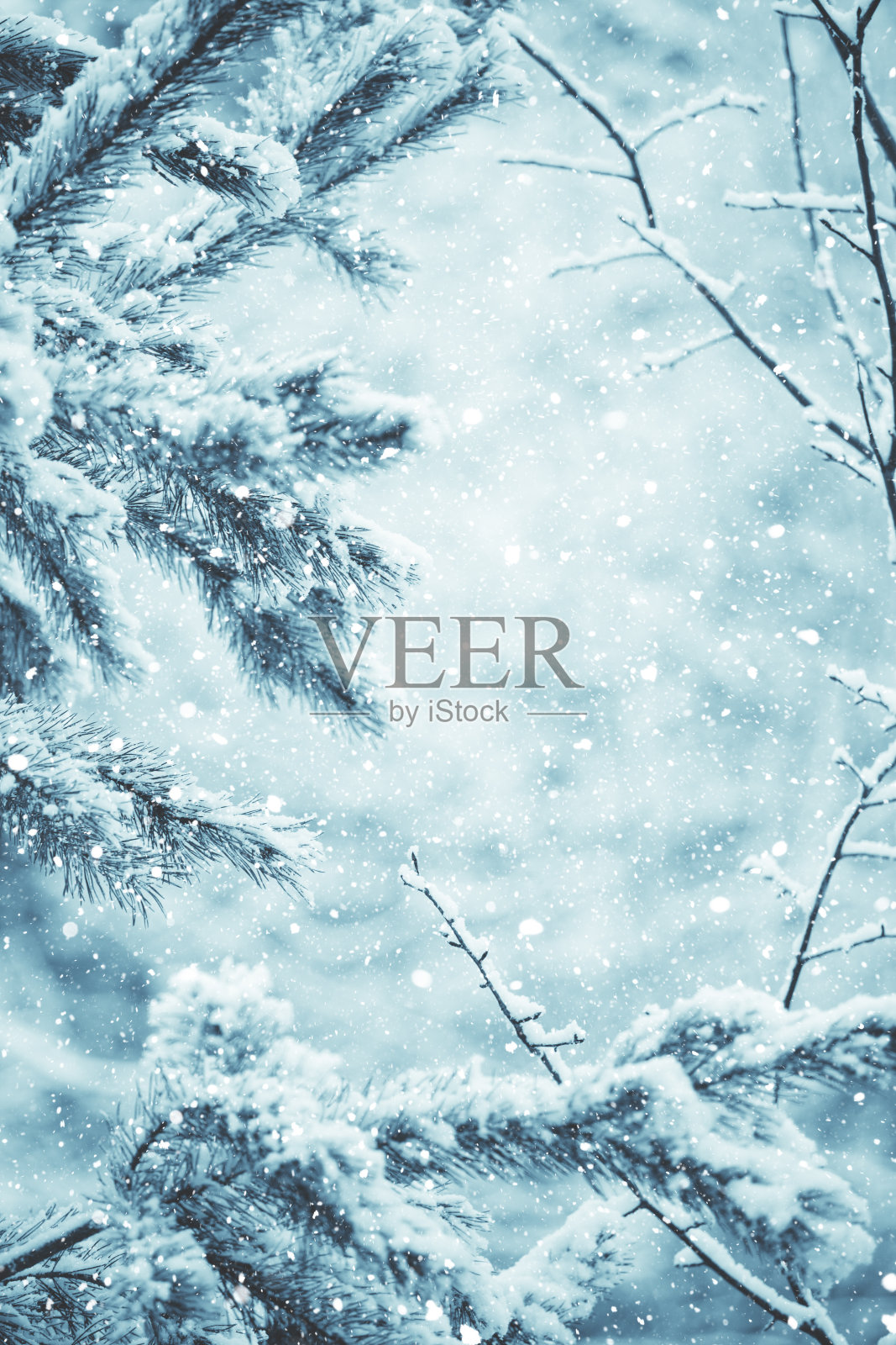 冬天的景象-结霜的松枝。树林里的冬天插画图片素材