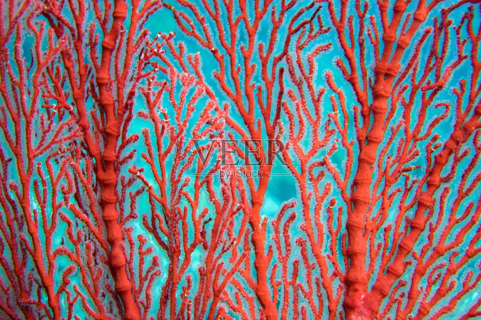 红色扇形珊瑚近处照片摄影图片