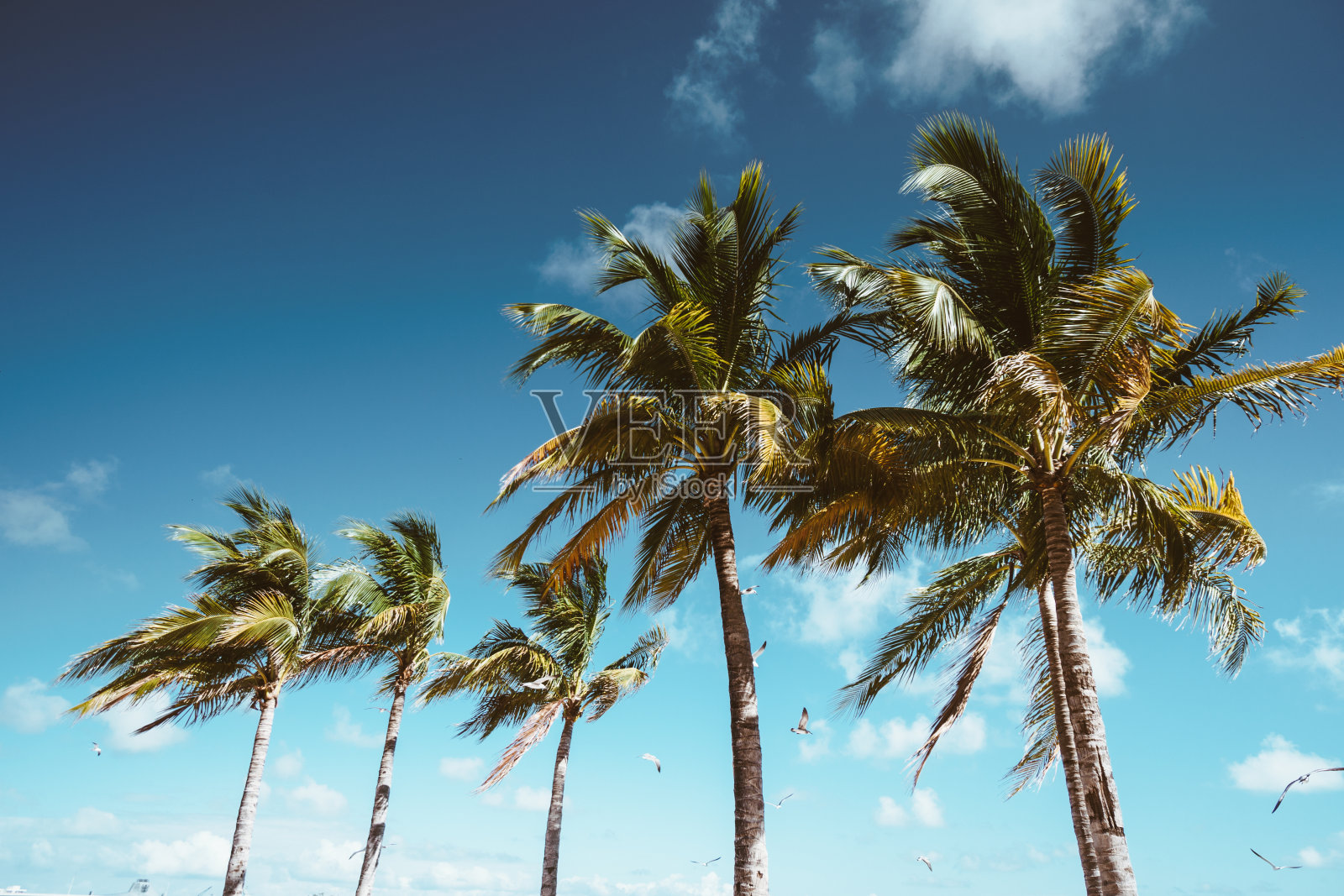 佛罗里达的椰子树照片摄影图片