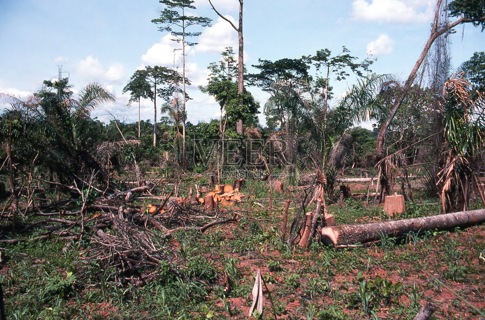 热带雨林地区的木材被砍伐，准备装载出口到加纳中部的非洲照片摄影图片