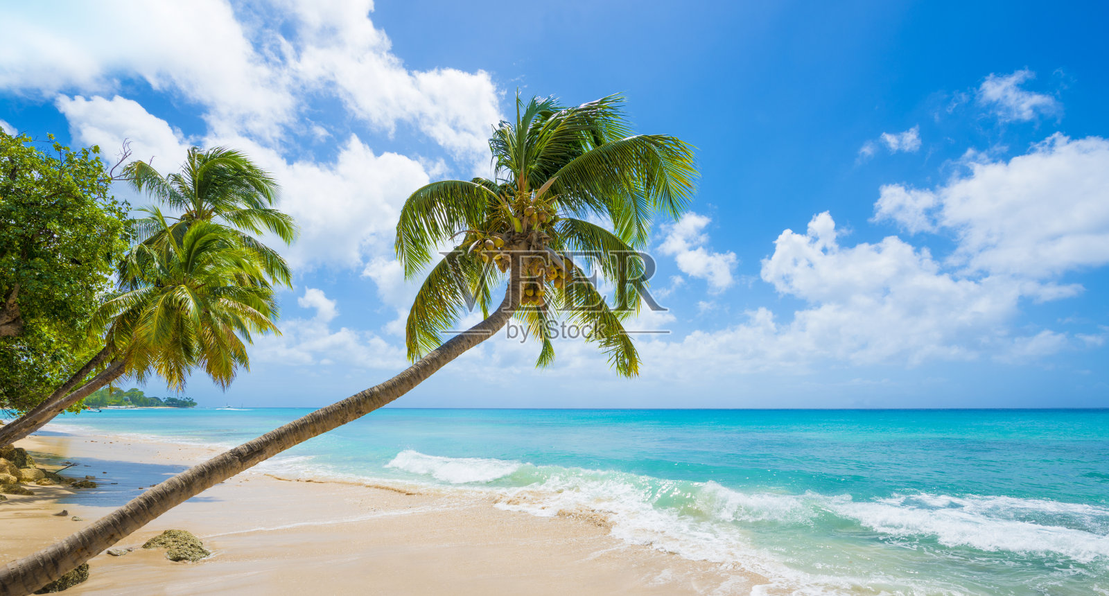 有绿松石海和棕榈树的巴巴多斯海滩照片摄影图片