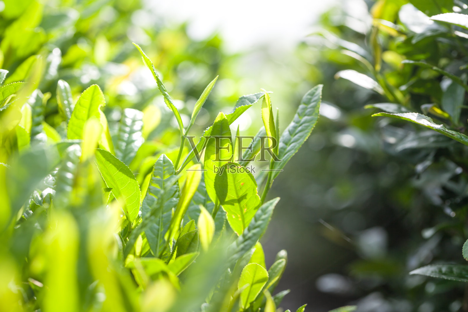 茶叶生长在春天阳光明媚的日子里照片摄影图片
