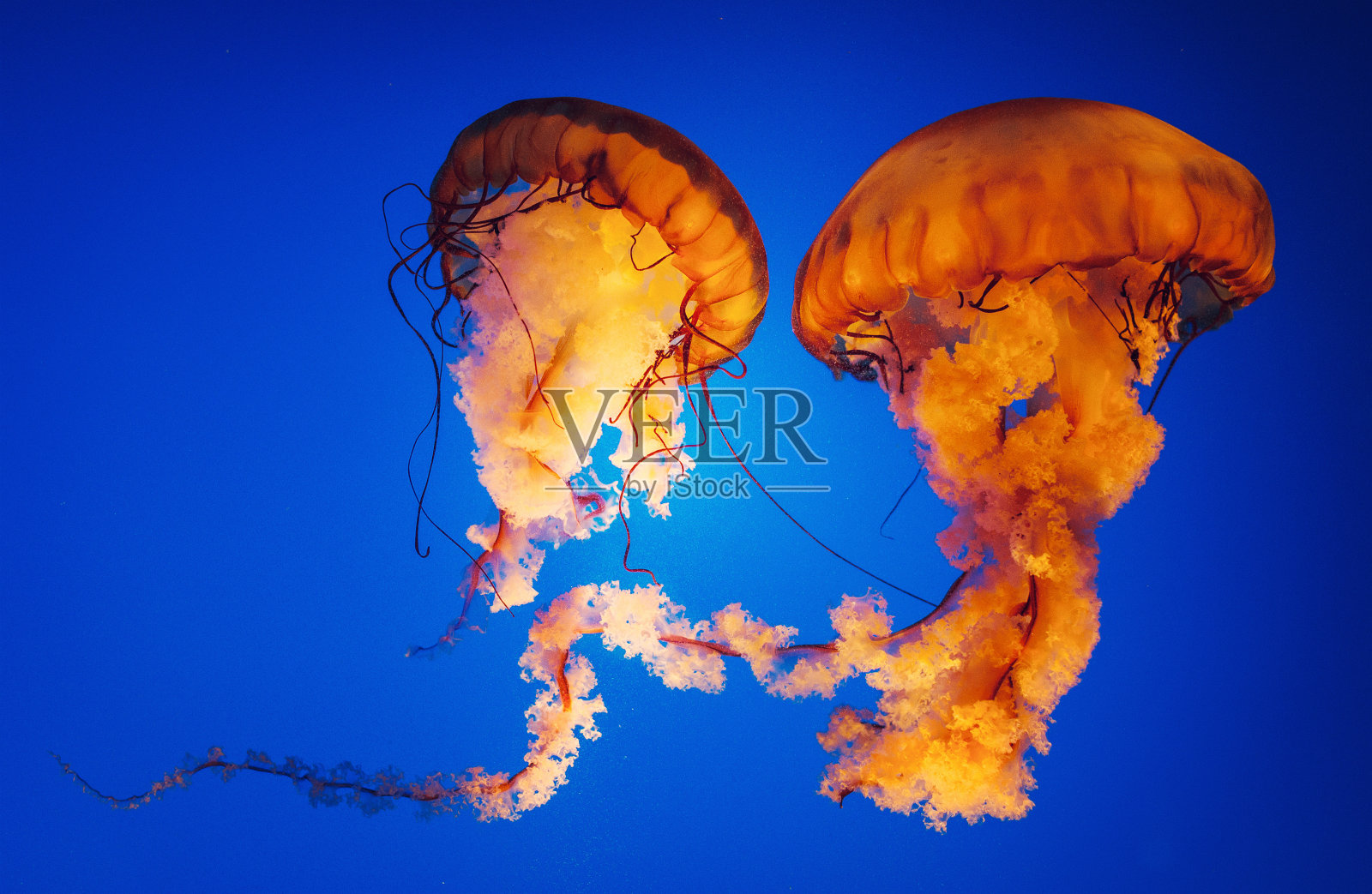 海荨麻水母照片摄影图片