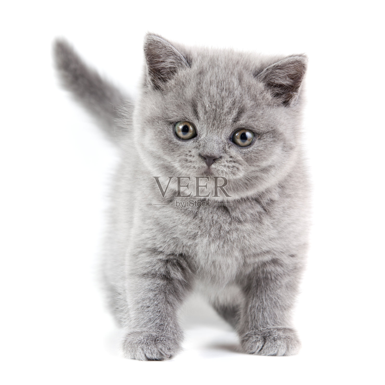 英国短毛猫的小猫照片摄影图片