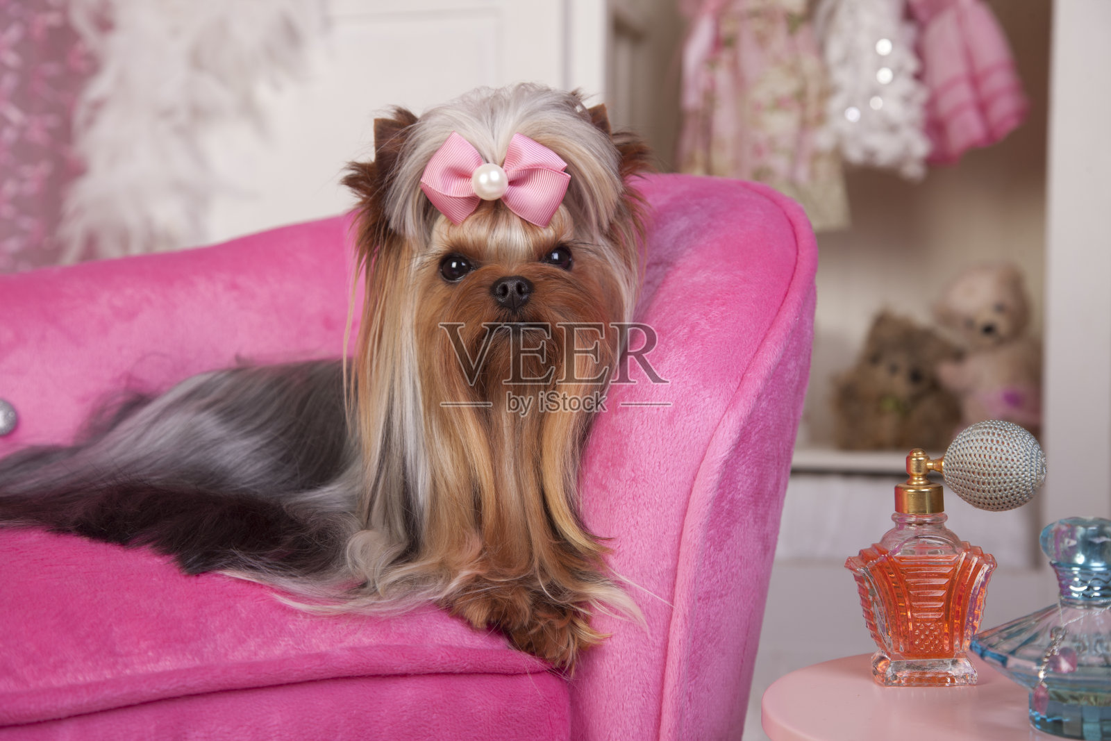 迷人的约克郡犬躺在更衣室的粉红色躺椅上照片摄影图片