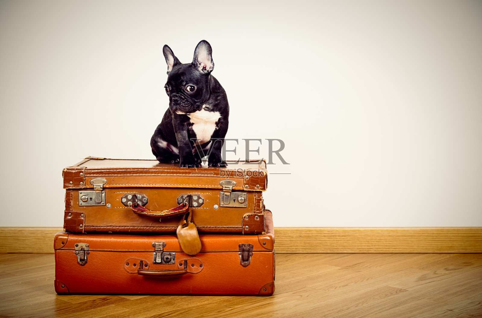 法国斗牛犬小狗坐在手提箱上照片摄影图片