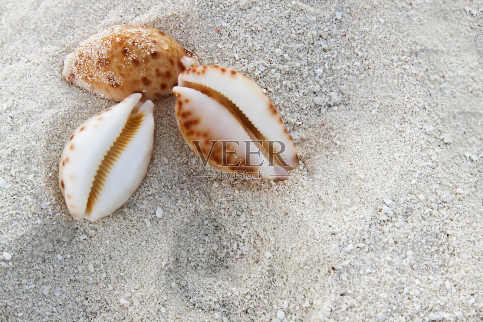 海滩上的珍奇贝壳照片摄影图片