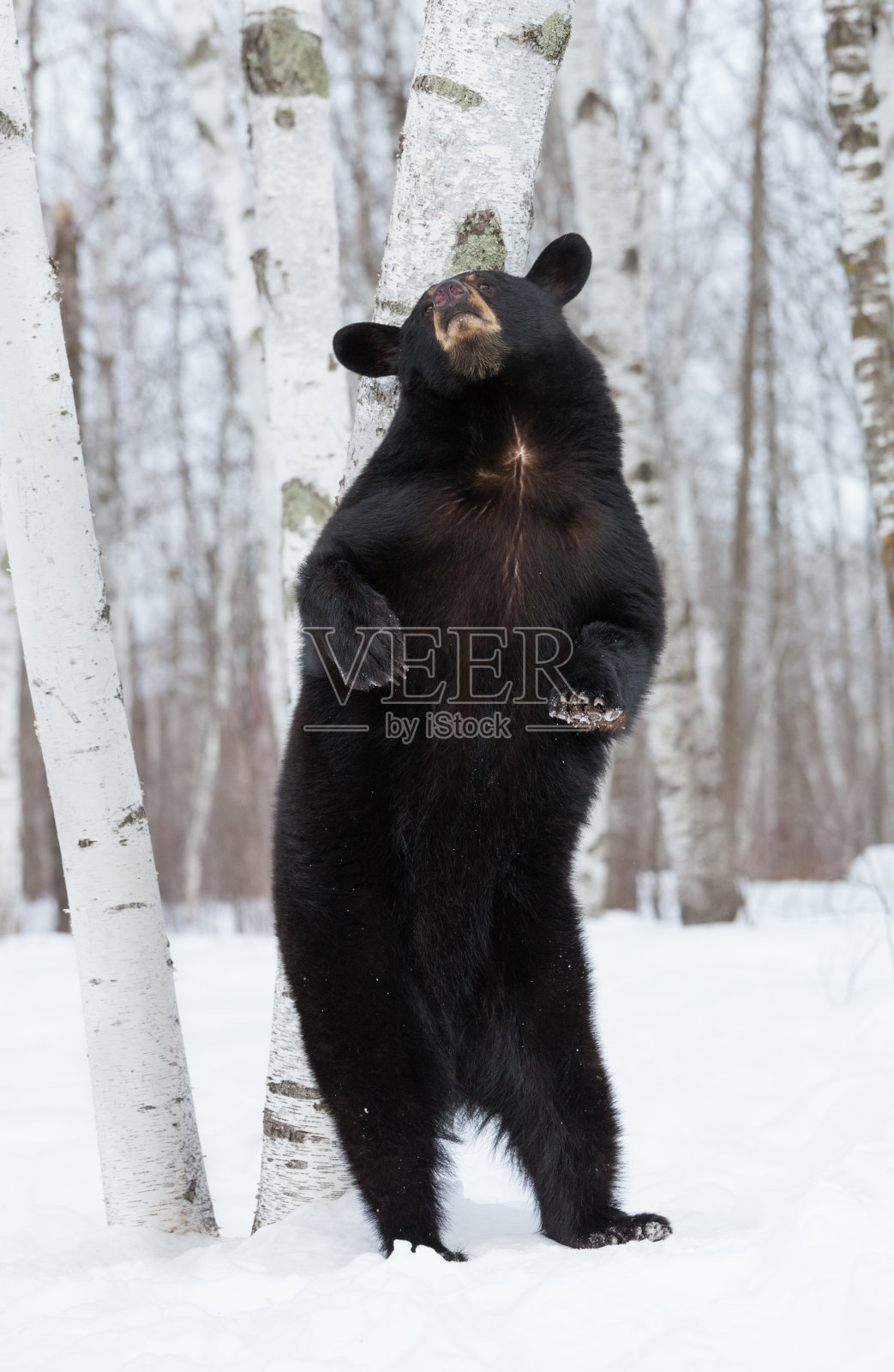 黑熊照片摄影图片