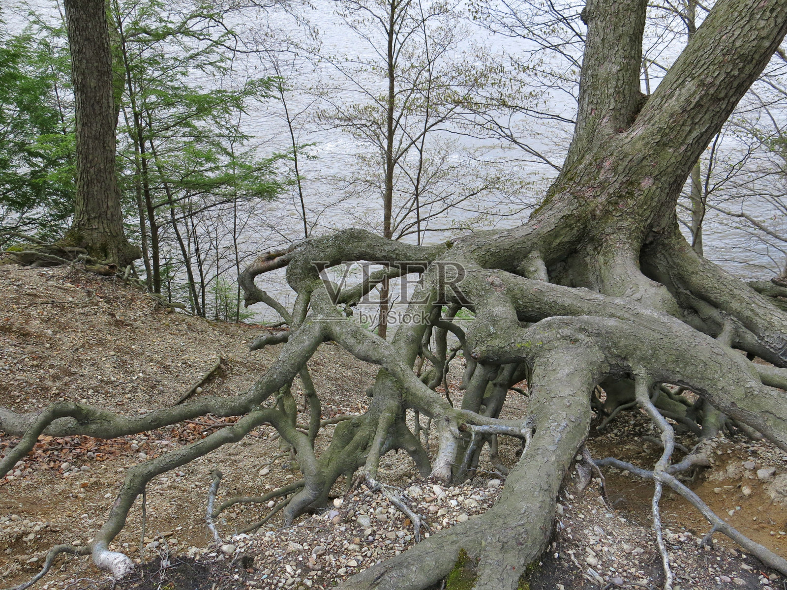 裸露的树根生长在堤岸山坡上，山下有水照片摄影图片