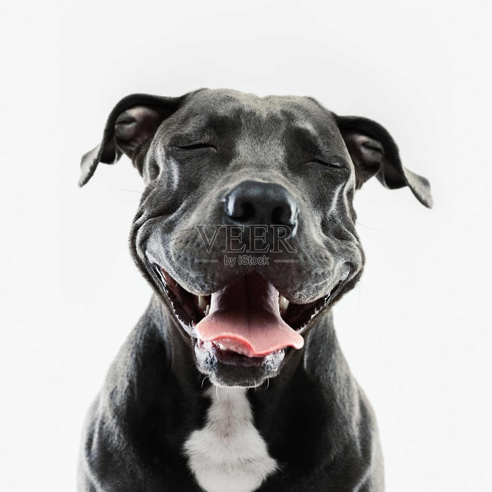 斗牛犬的肖像与人类的表情照片摄影图片