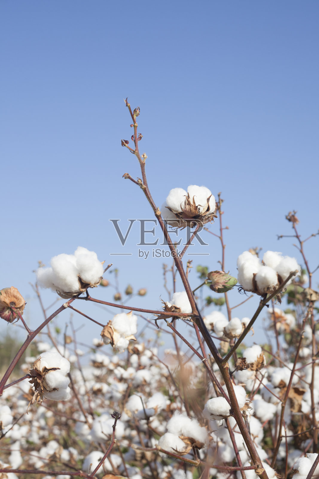 棉花种植在晴朗的蓝天上照片摄影图片