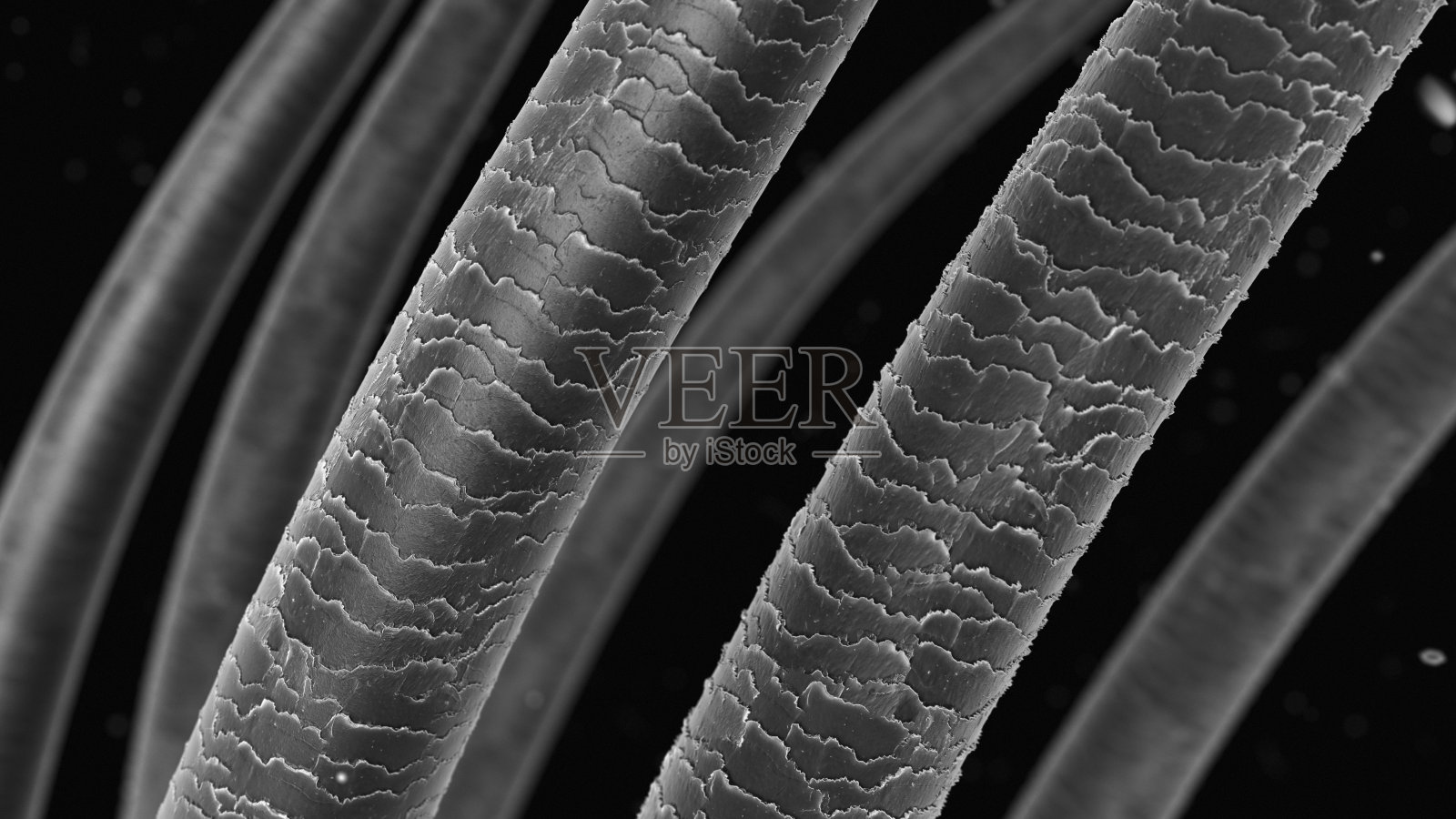 用光学显微镜观察头发毛鳞片 | xjpvictor's Blog