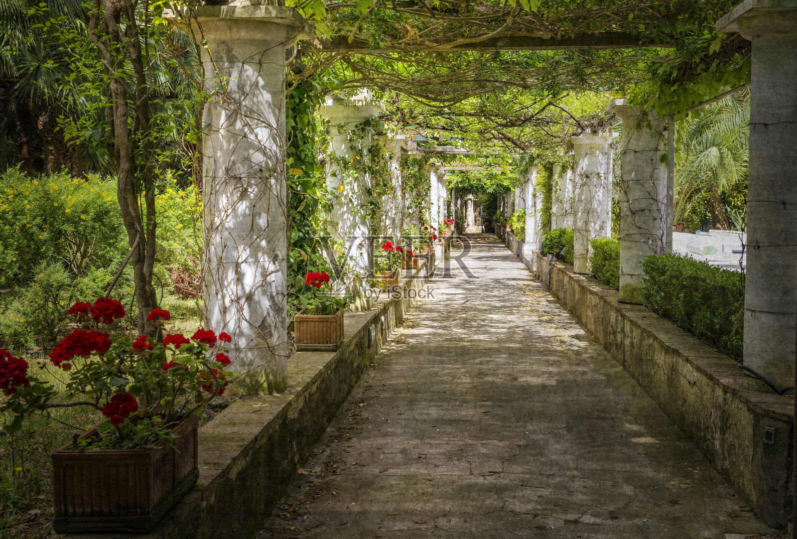 意大利花园的格子照片摄影图片