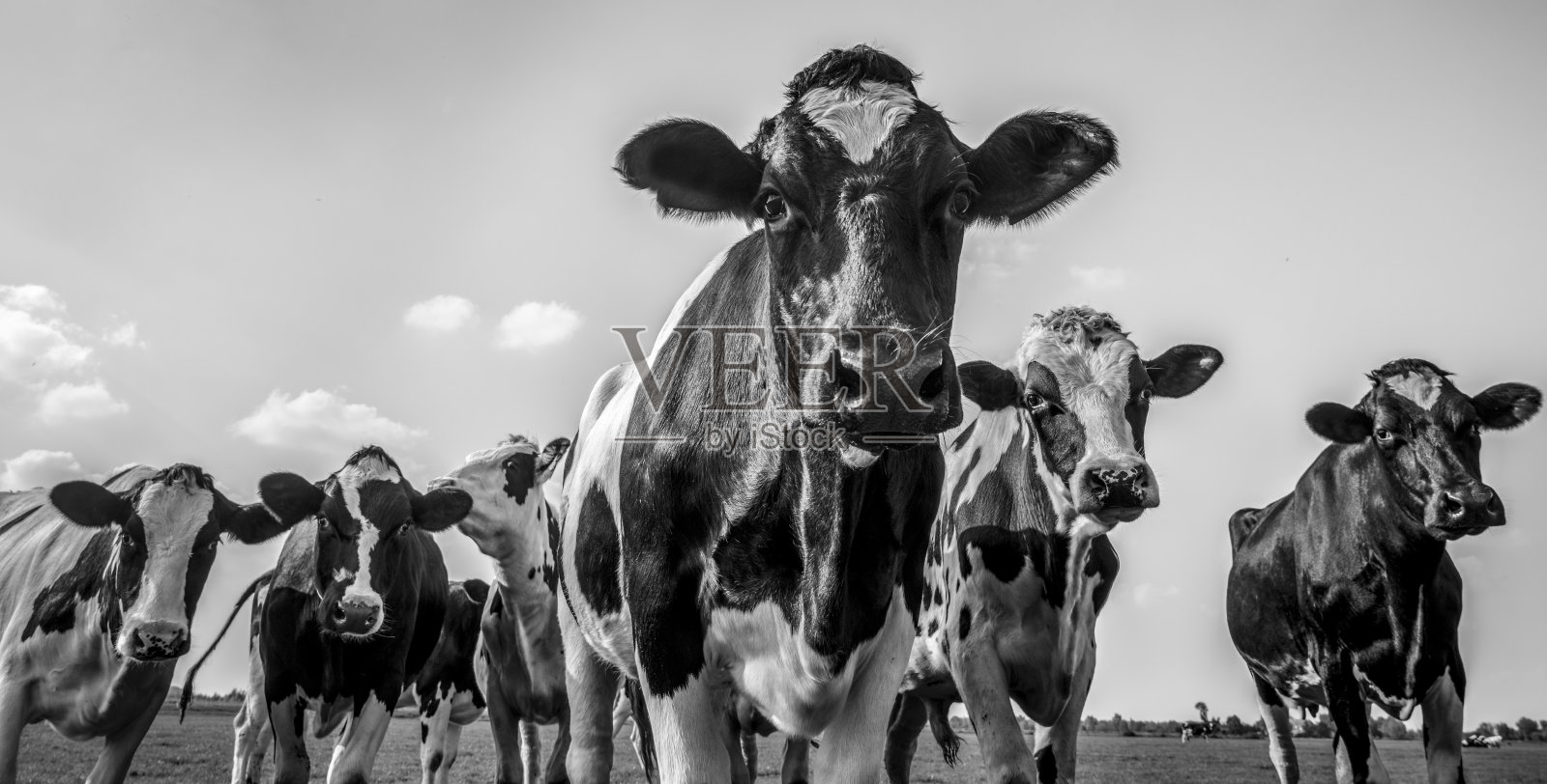 近距离观察田野里的奶牛，黑白相间照片摄影图片