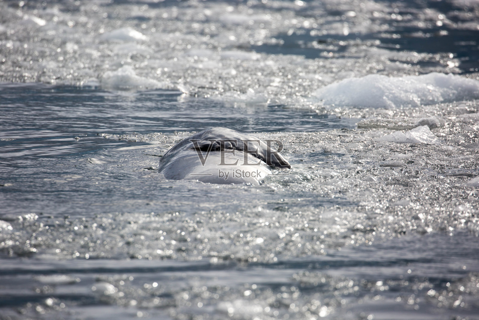南极洲:豹海豹在古迪尔岛照片摄影图片