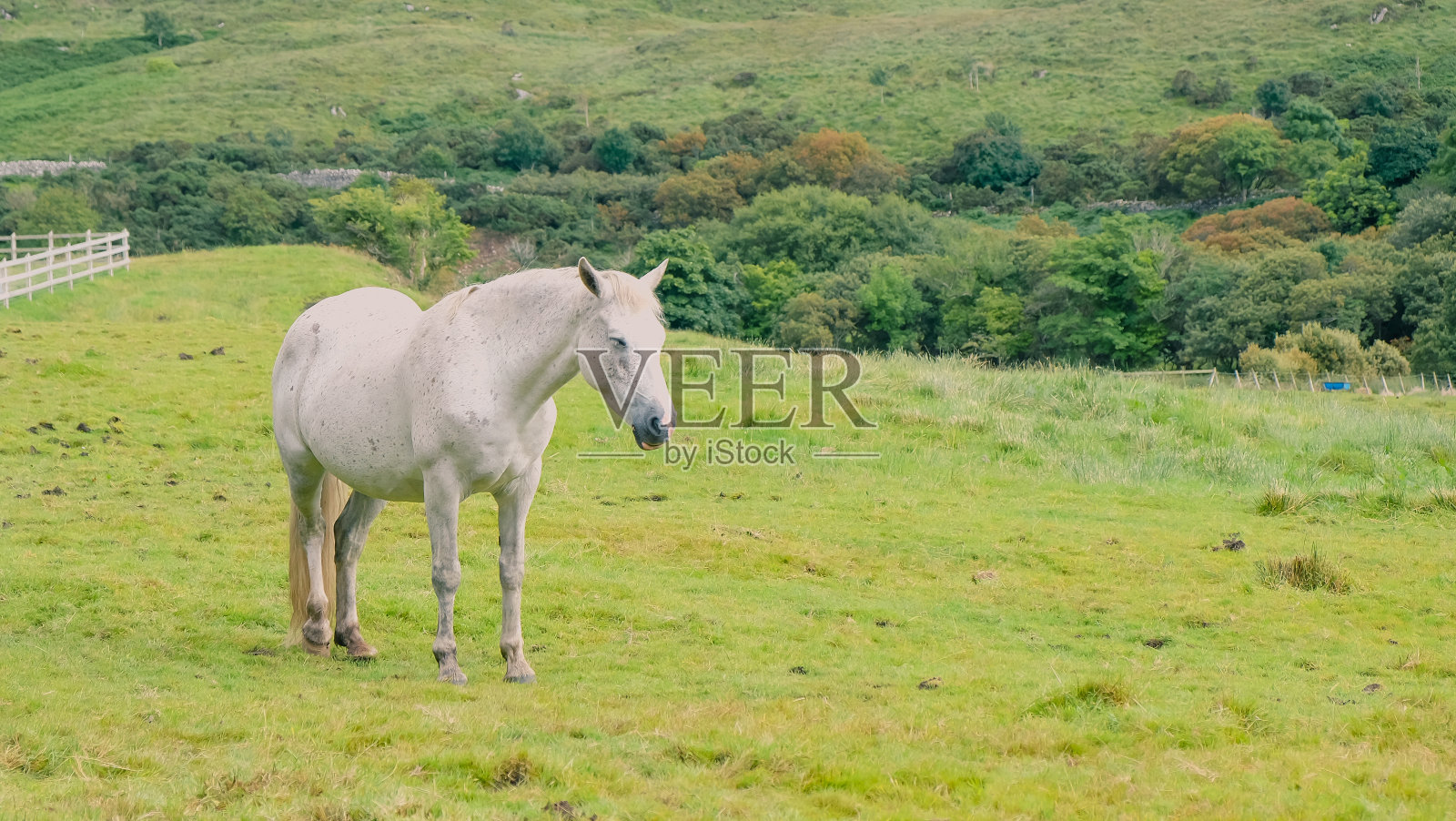 康尼马拉小马在绿色的田野照片摄影图片