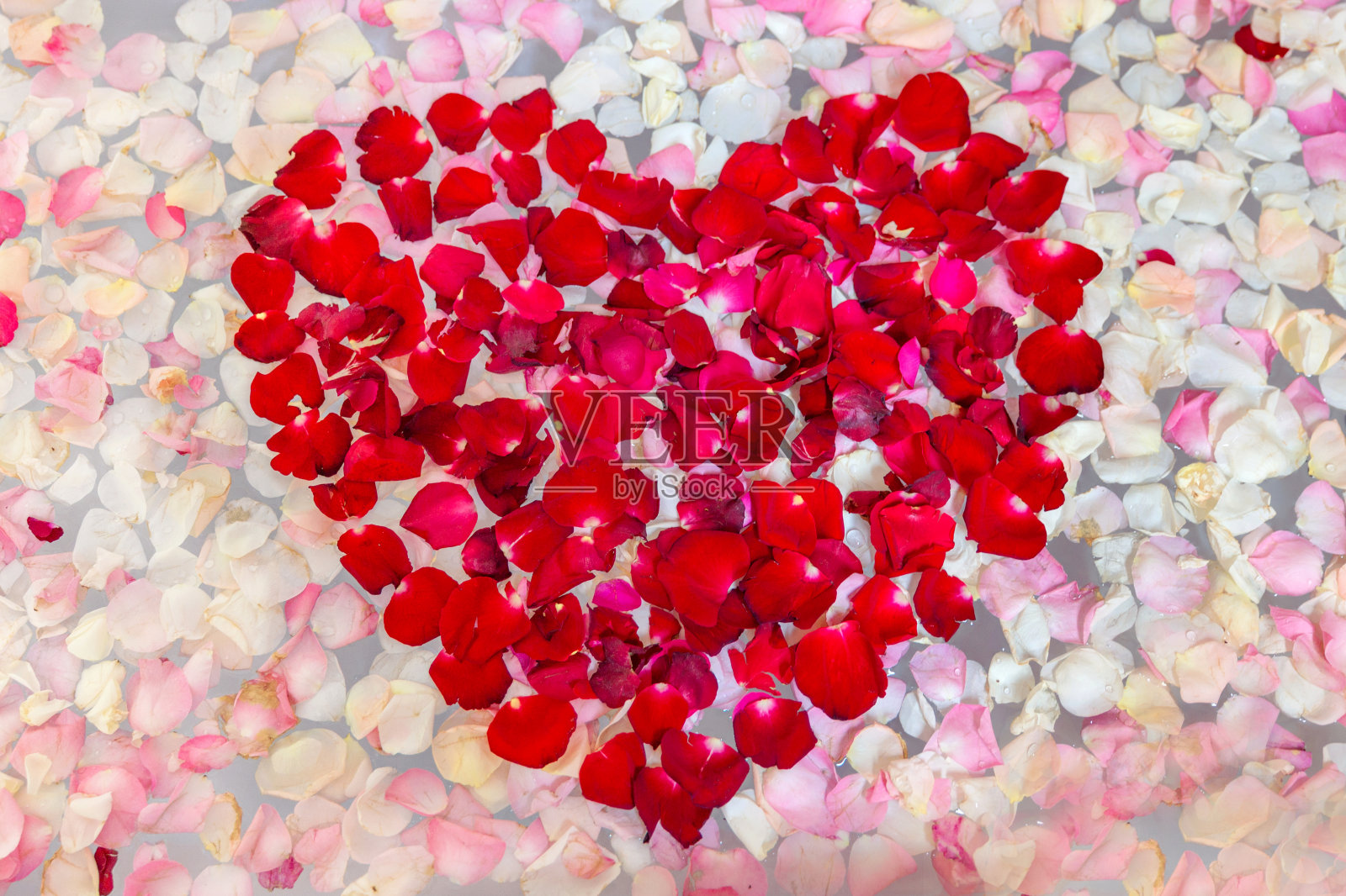 心形的红玫瑰花瓣照片摄影图片