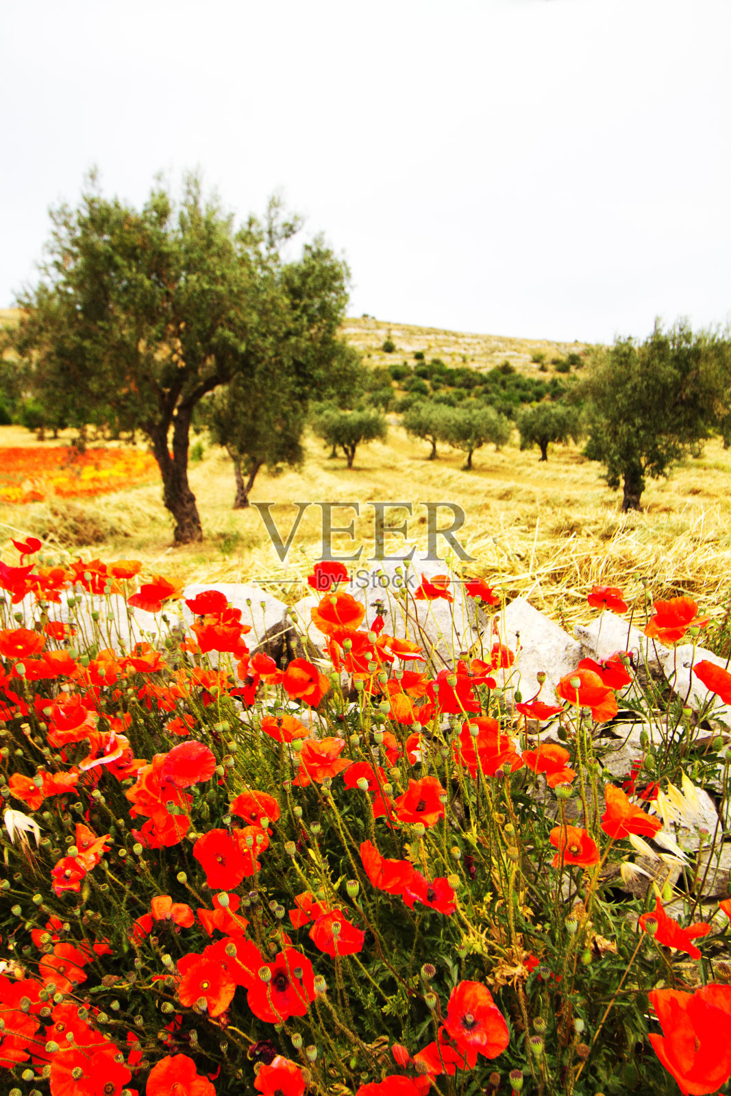 西西里岛东南部:春季有罂粟和橄榄园照片摄影图片