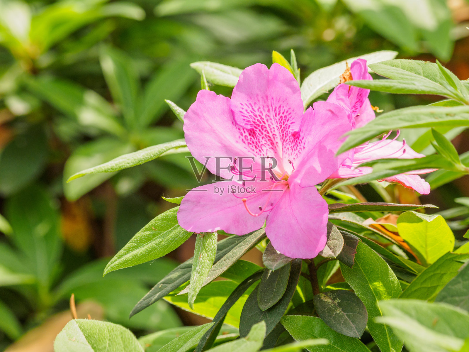夏季花卉系列，粉色杜鹃花在花园里盛开特写。照片摄影图片