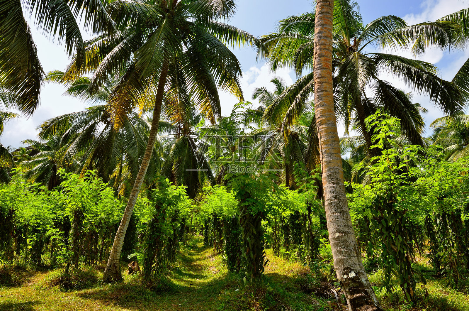 热带香草种植园照片摄影图片