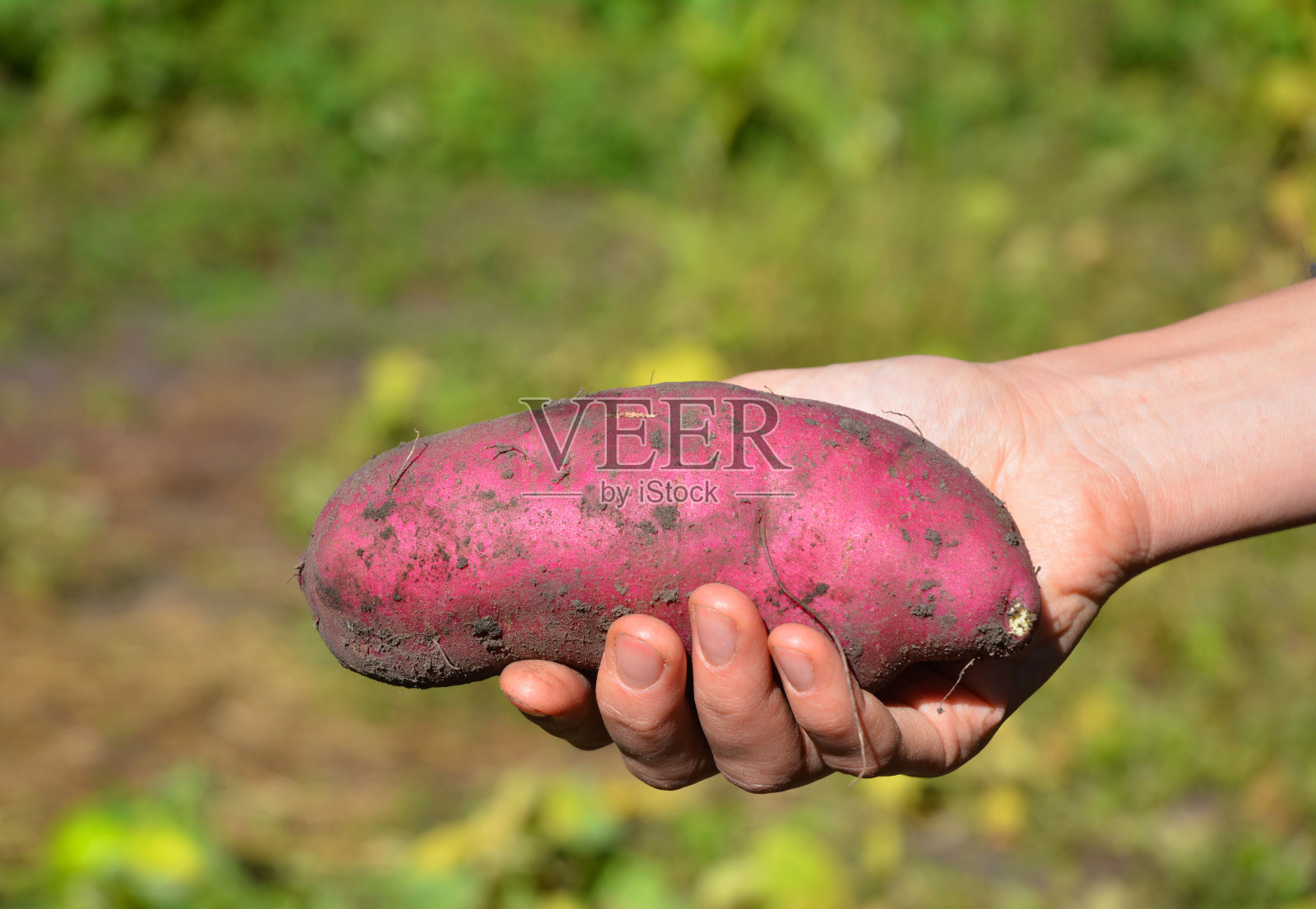 农夫手里拿着红薯。最好的有机素食食品。山药是一种健康食品。照片摄影图片