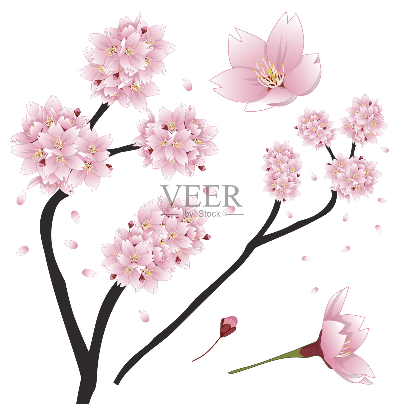 桃李-粉红色的樱花，樱花。日本国花。设计元素图片
