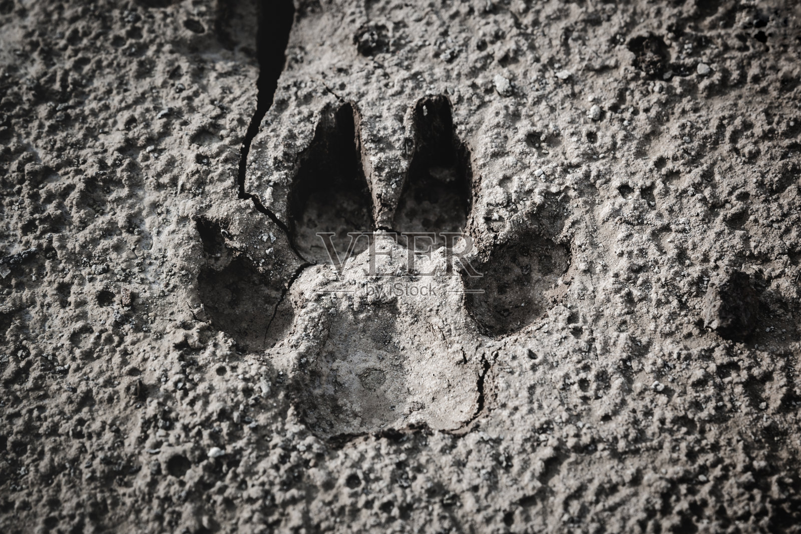 裂缝地面上狗脚印的特写。照片摄影图片