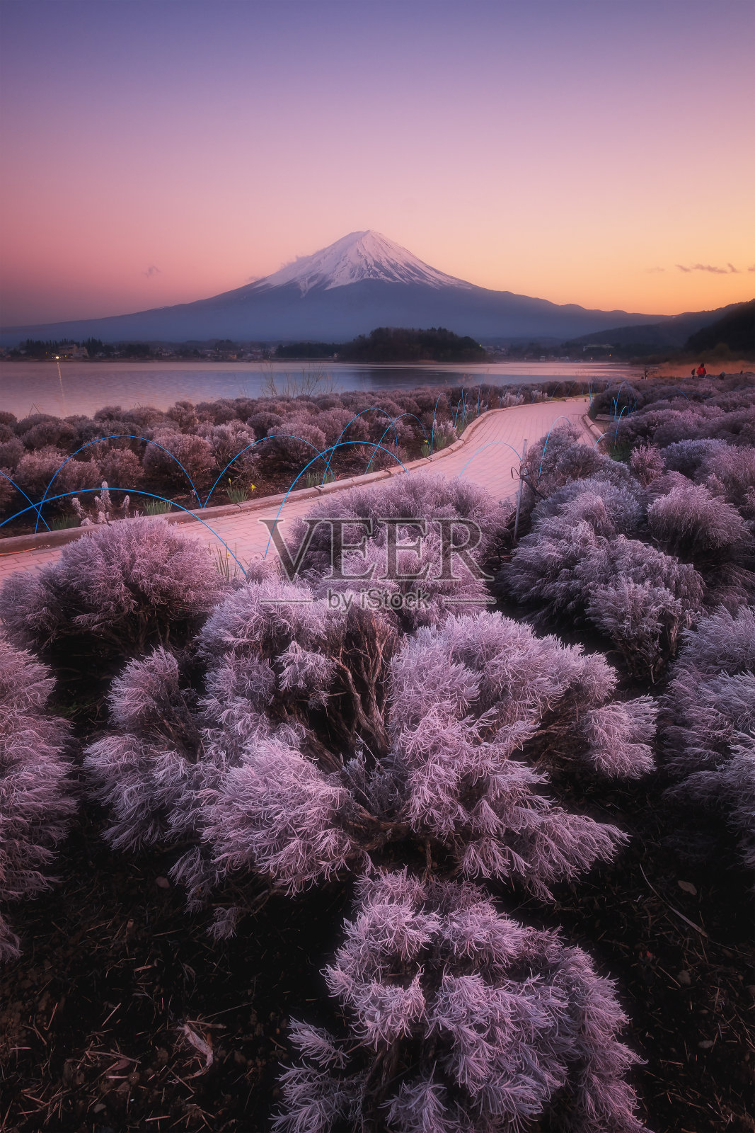 日落时从川口湖(大石公园)眺望富士山景照片摄影图片