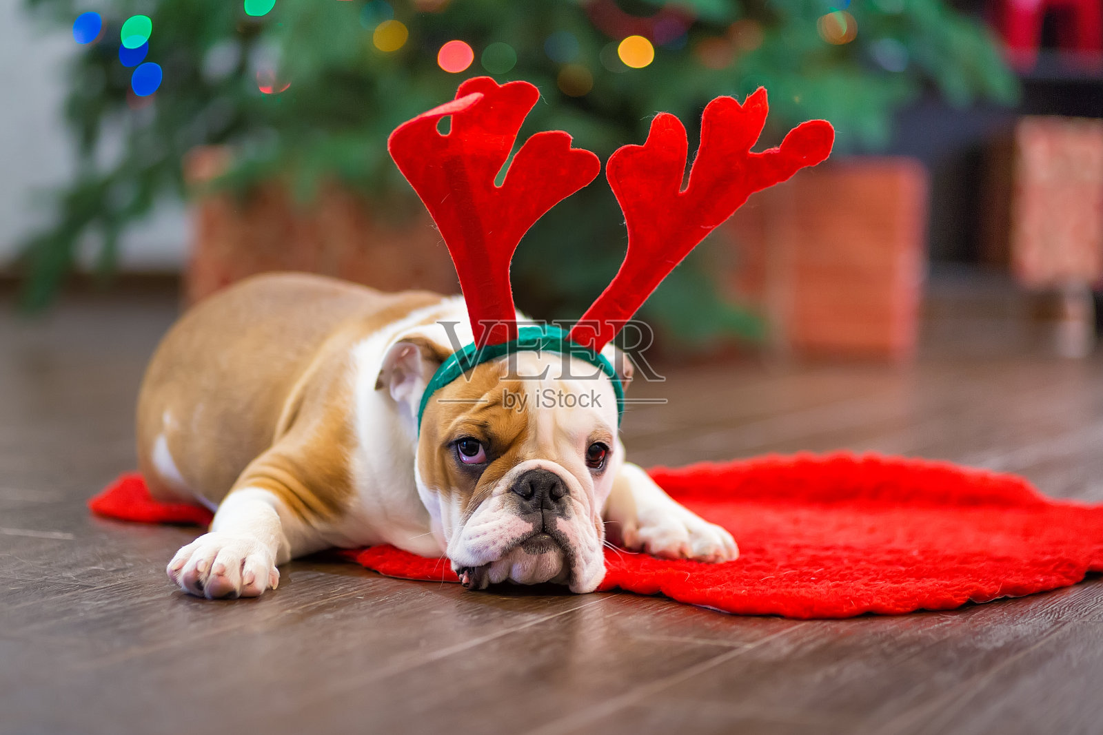 可爱的小英国斗牛犬鹿头角在红地毯上靠近圣诞树和圣诞玩具。照片摄影图片