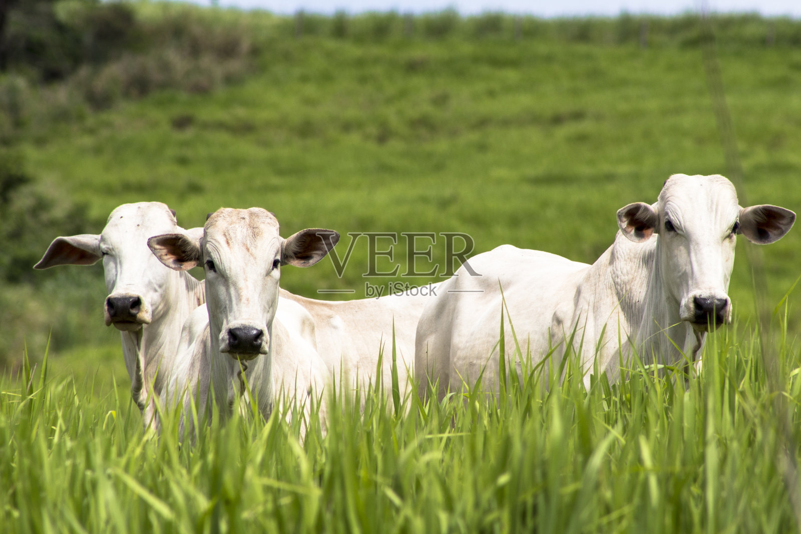 Rolandia, PR，巴西，09/01/2015。在巴拉那州北部的罗兰市，一群来自内尔的牛被放生在草地上。照片摄影图片