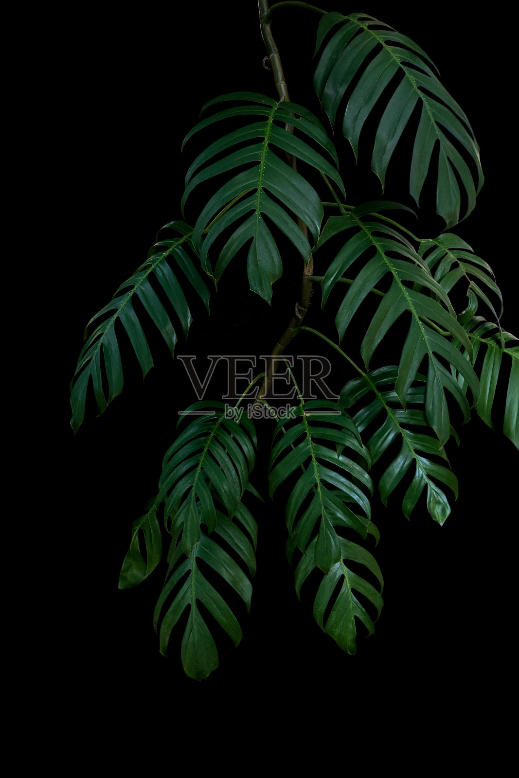 野生林中生长的绿叶植物，热带森林植物，常绿藤本黑色背景。照片摄影图片