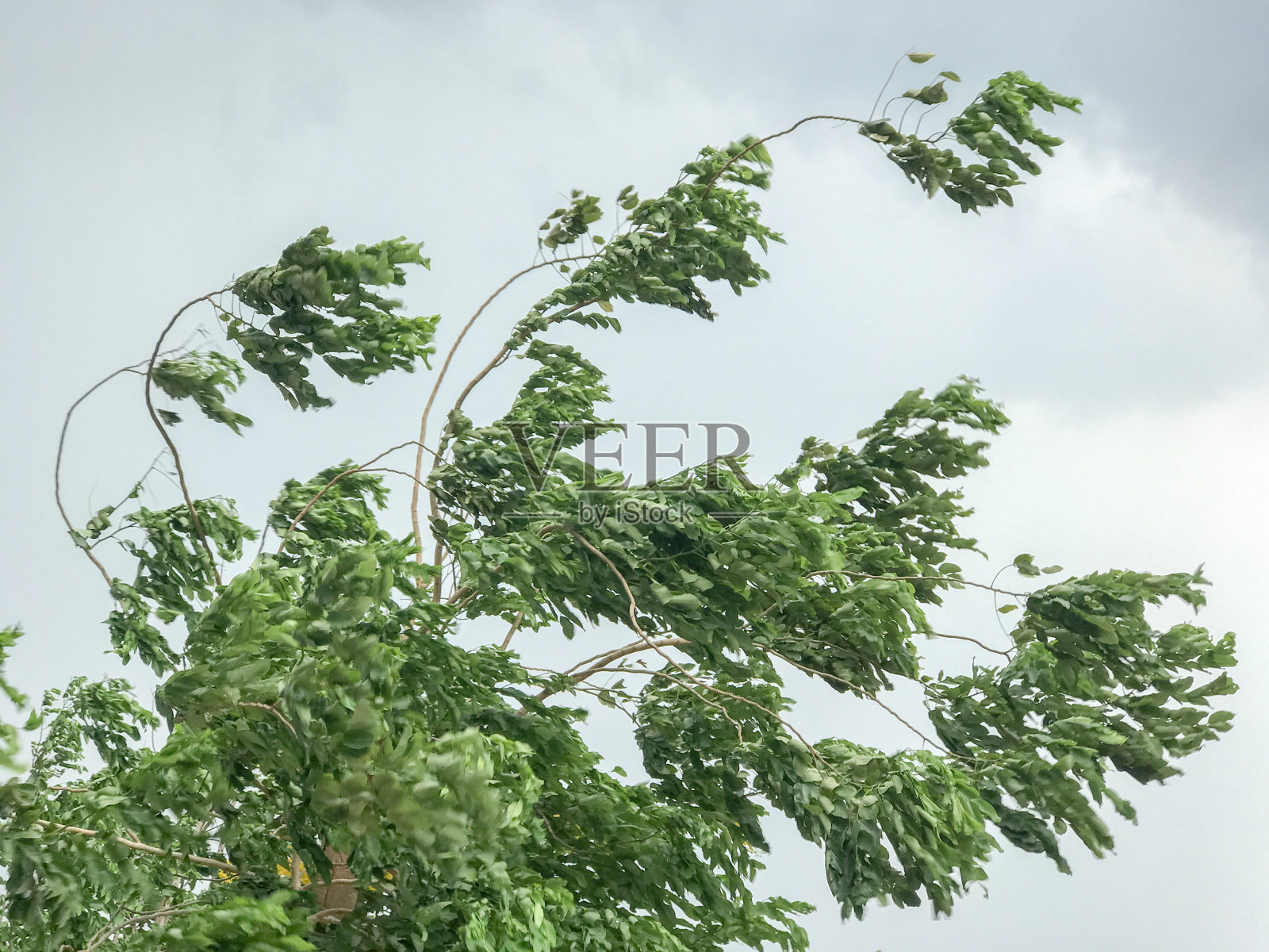 大风时的树照片摄影图片